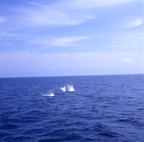 F20074403_09S