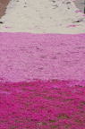 F20040501_25V.jpg
