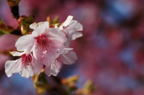 D200602_009H