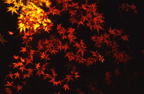 F19980203_32H