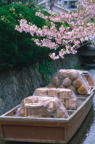 F20030206_31V