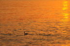 D2008006_139H