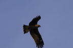 D2008019_020H