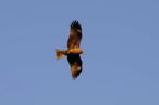 D2008021_164H