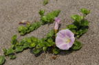 D2008065_064H