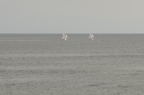 D2008075_001H
