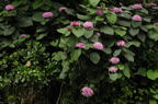 D2008077_077H