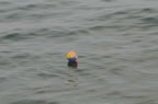 D2008078_114H