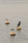 D2008142_003V