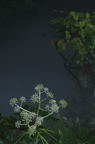 D2008162_168V
