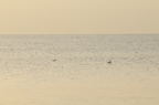 D2008177_066H