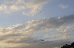 D2008183_071H