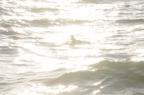 D2008184_103H