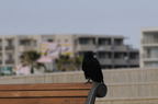 D2009004_017H
