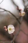 D2009020_042V