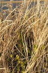 D2009030_005V