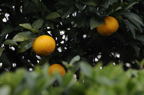 D2009038_004H