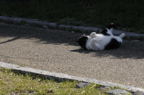 D2009046_015H