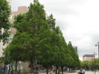 C20090516_005H