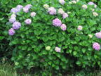 C20090605_030H