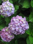 C20090605_031V