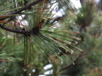 C20090605_050H