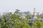 D2009088_008H