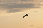 D2009092_108H