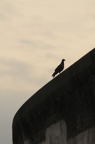 D2009100_027V