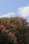 D2009115_030V