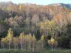 C20091015_098H