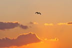 D2009193_044H