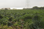 D2010036_011H