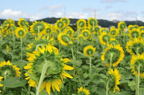 D2010049_020H