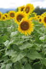 D2010049_039V
