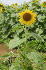 D2010050_001V