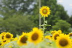 D2010050_011H