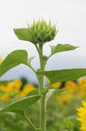 D2010050_028V