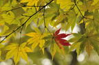 D2010060_060H