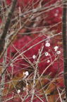 D2010068_019V