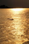 D2011009_024V