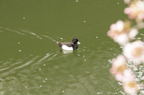 D2011011_044H