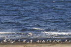 D2011036_055H