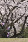 D2012021_020V
