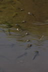 D2012045_063V