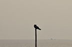 D2012047_057H