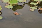 D2012079_018H