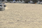 D2012079_052H