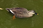 D2012079_065H