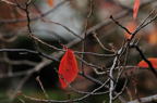 D2012085_029H
